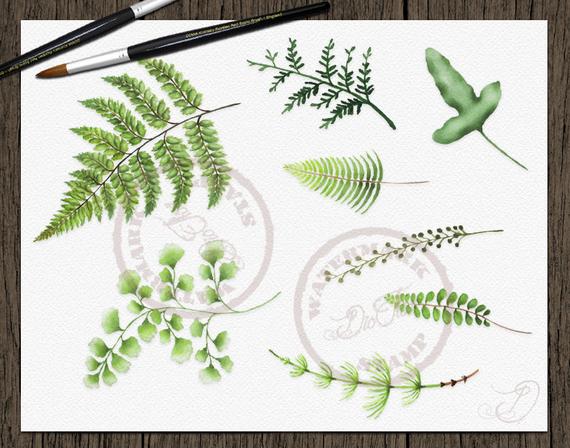 Woodland clipart green fern. Watercolor greenery clip art