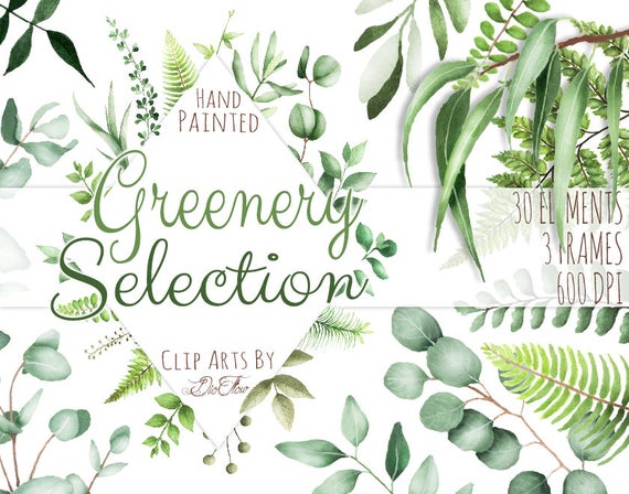 Woodland clipart greenery. Watercolor leaf eucalyptus clip