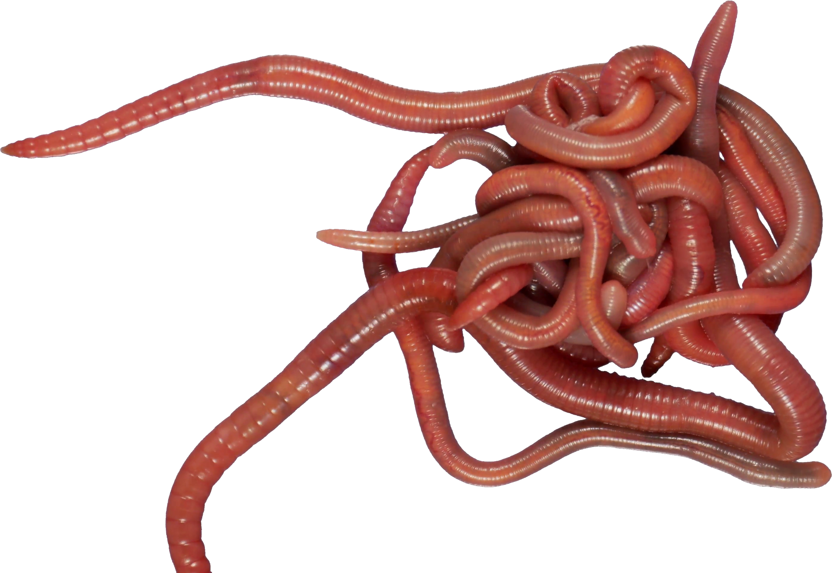 Earthworm png . Worm clipart annelida