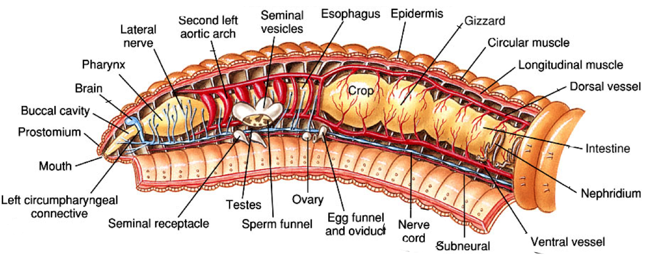 Anatomy of earthworms lifeinharmony. Worm clipart annelida