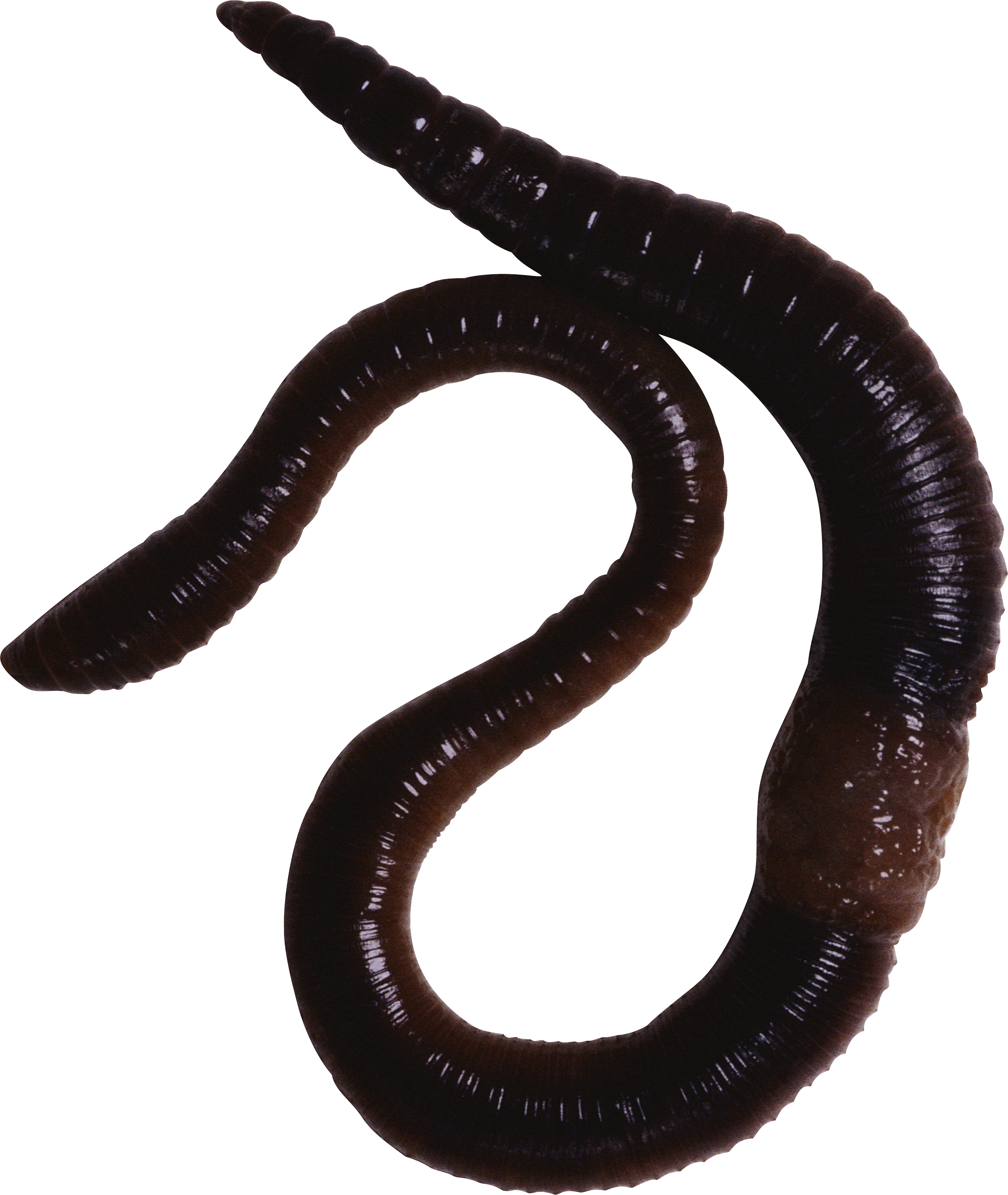 Worm clipart annelida. Worms png images free
