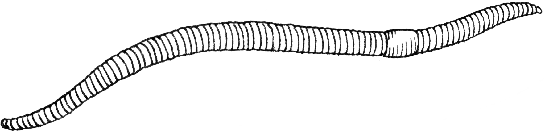 Free earthworm cliparts download. Worm clipart annelida