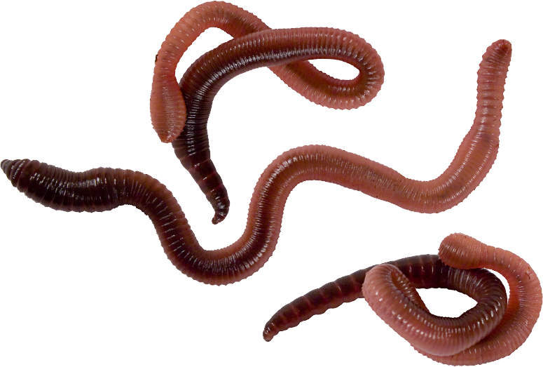  best worms png. Worm clipart business