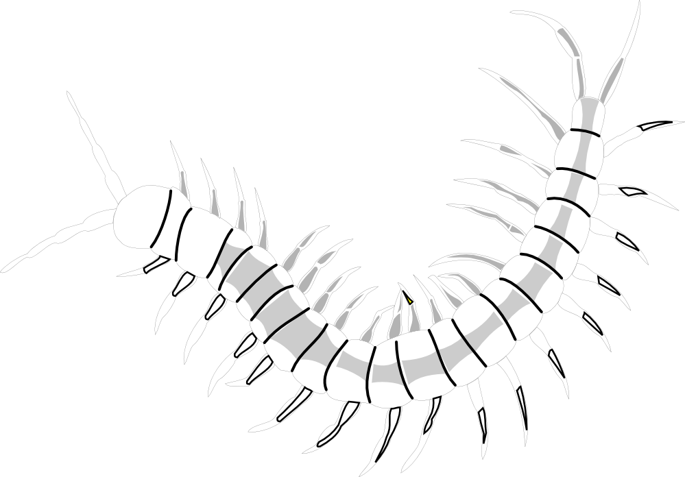 Clipartist net clip art. Worm clipart centipede