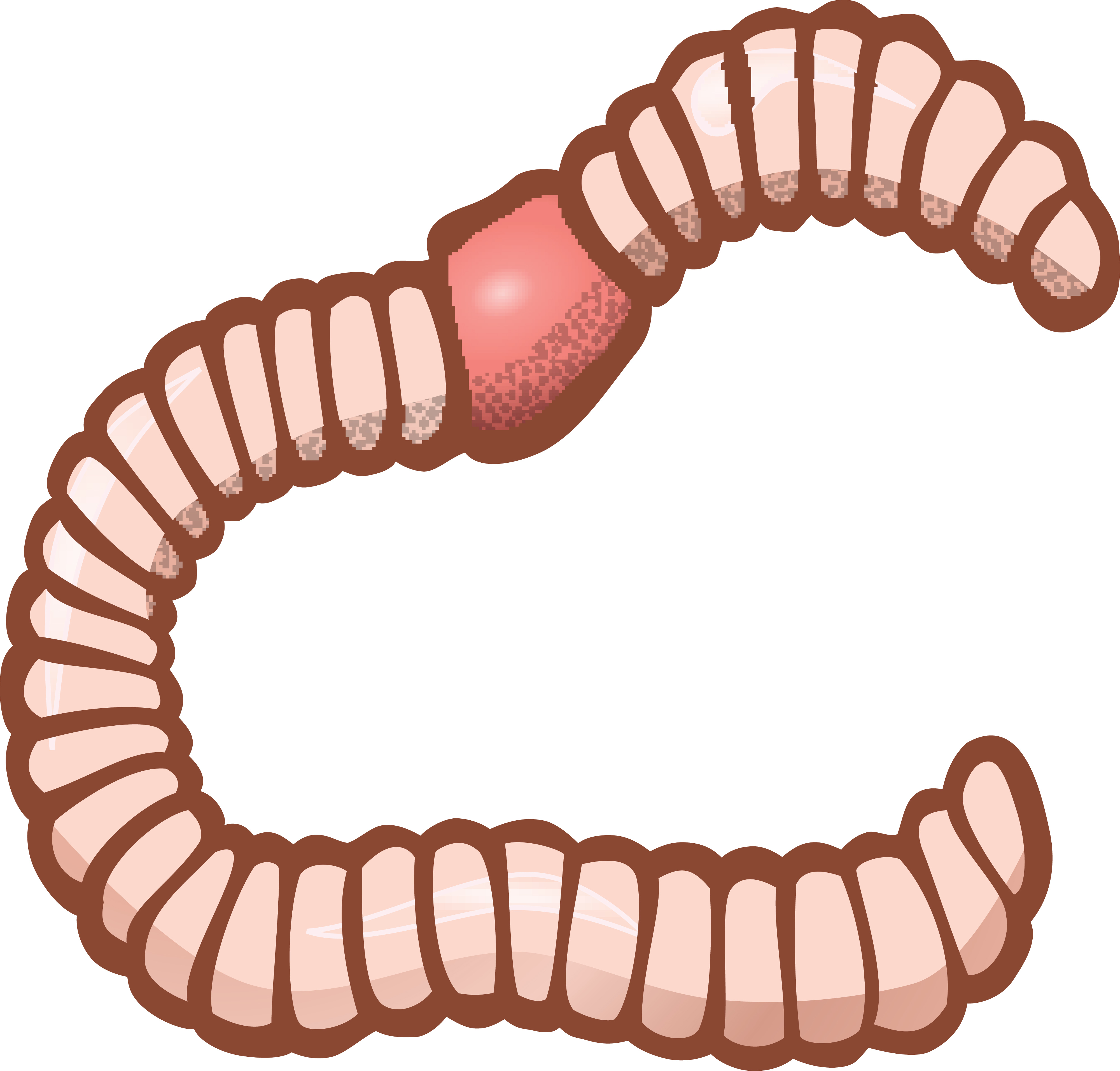 Worm clipart cool.  worms clipartlook