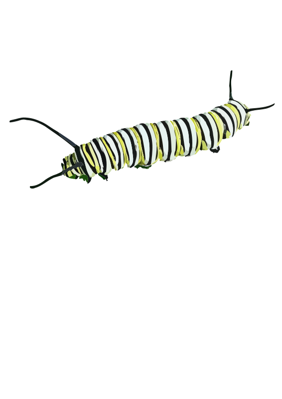 Monarch caterpillar panda free. Worm clipart cutterpillar