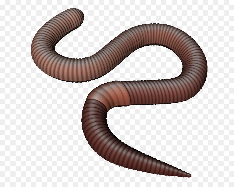 Earthworm png transparent . Worm clipart earthwarm
