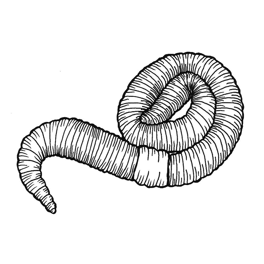 Earthworm drawing at getdrawings. Worm clipart earthwarm