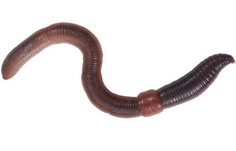  earthworm clipartlook. Worm clipart earthwarm