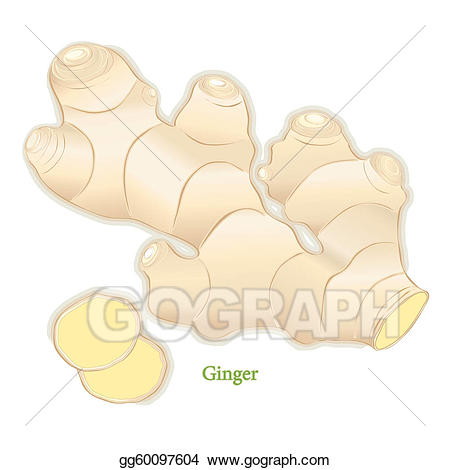 Vector root spice illustration. Worm clipart ginger