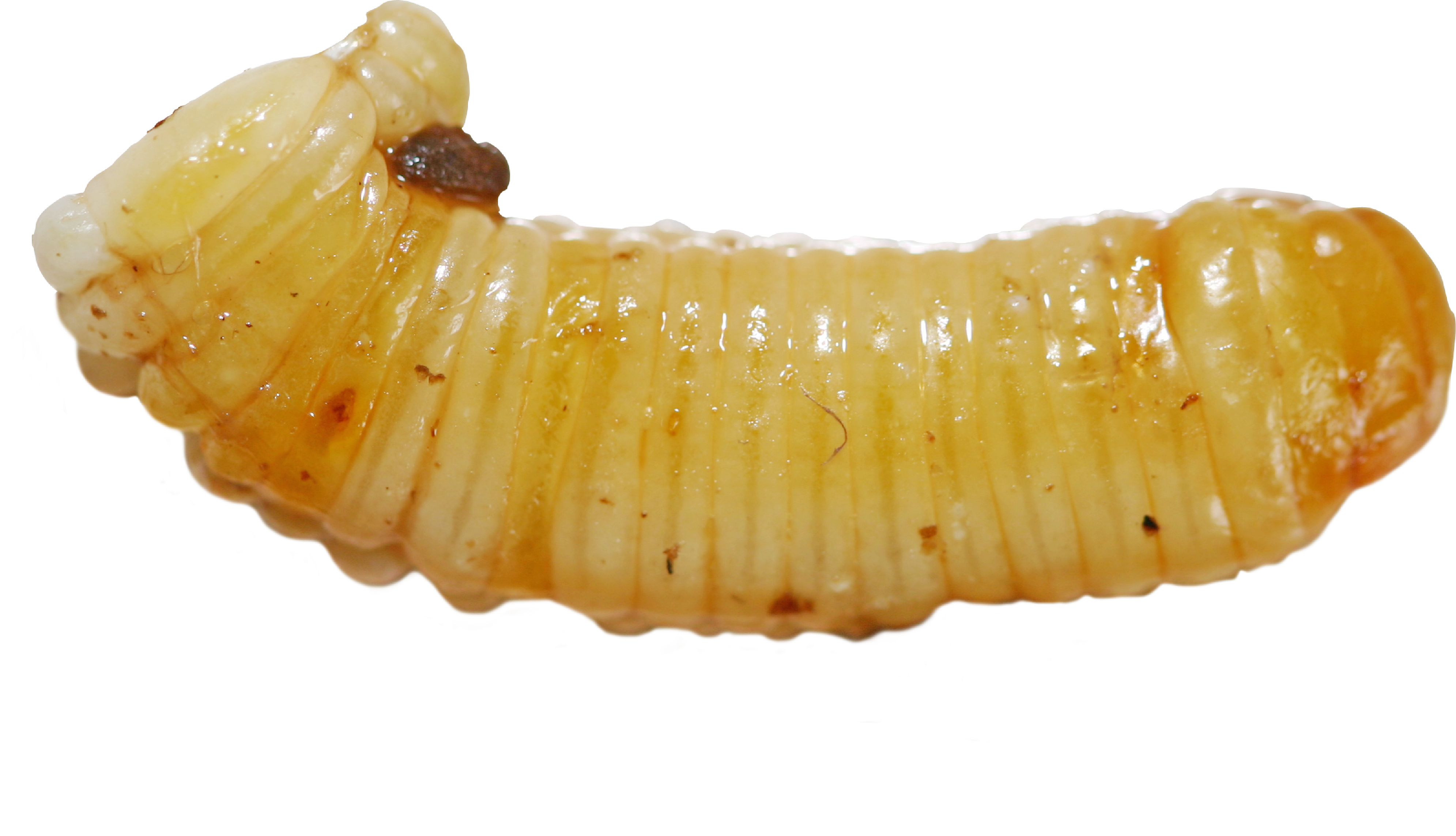 Maggots png images free. Worm clipart larva