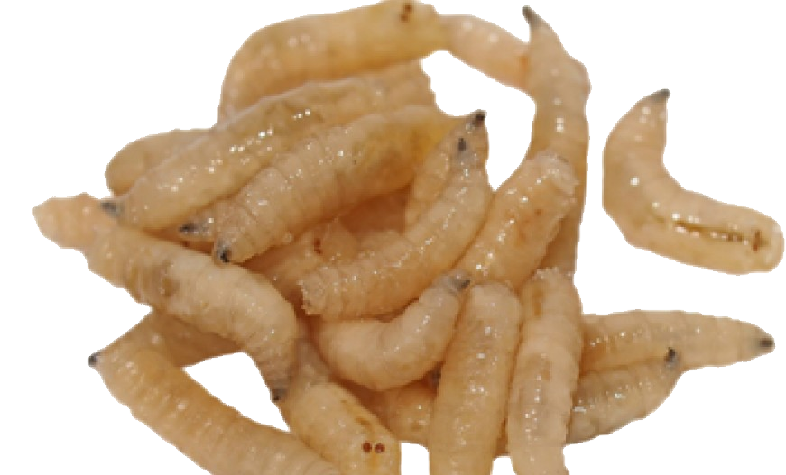 Maggots png images free. Worm clipart maggot
