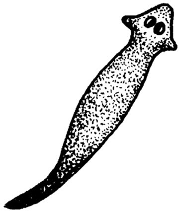 Worm clipart platyhelminthes. Flatworm diagram cliparts co