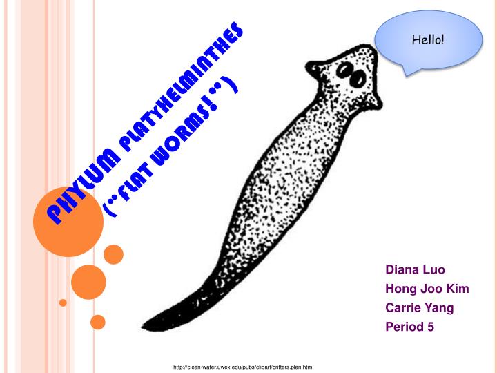 Ppt phylum plat y. Worm clipart platyhelminthes