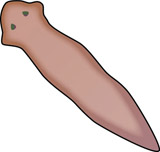 Flatworm cliparts zone . Worm clipart platyhelminthes