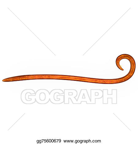 X free clip art. Worm clipart roundworm