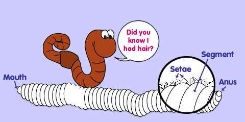Worm clipart small worm. Worms x free clip