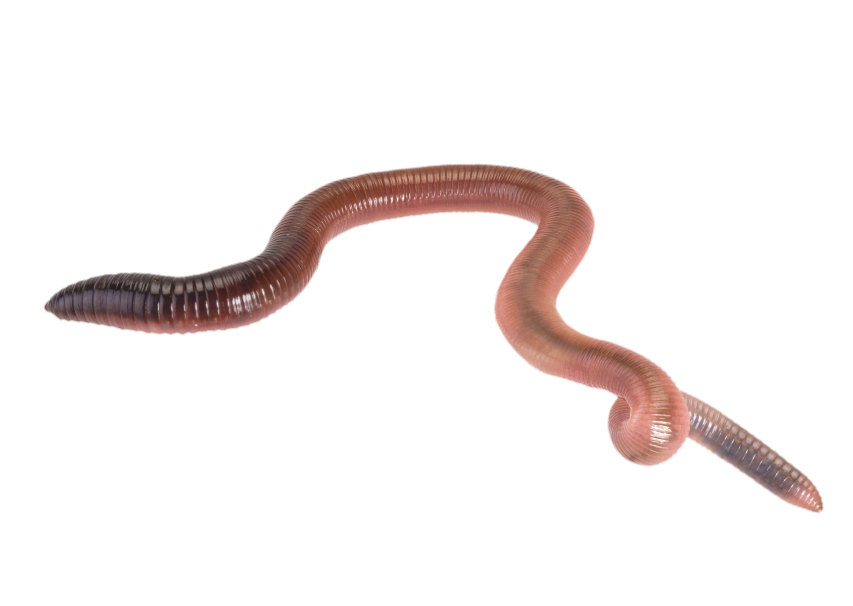 Worms png images free. Worm clipart soil organism