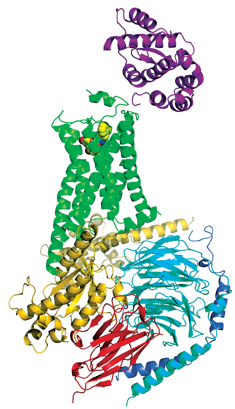 Gpcr g protein complex. Xray clipart heart