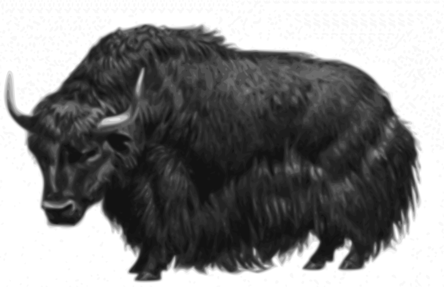 Png domestic ox wildlife. Yak clipart clip art