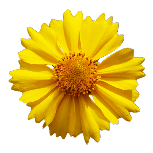 Yellow flower png. By pixasso stock on