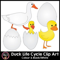 Duck Life Cycle Clip Art by Tales From Miss D | Teachers Pay Teachers