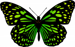 Clipart - Butterfly 17 (colour 2)