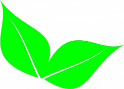 Two Leaf Clipart