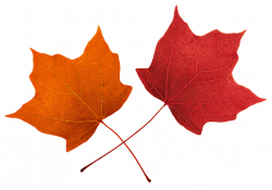 Fall leaves clip art beautiful autumn clipart 2 - Clipartix