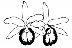 gousicteco: Orchid Clip Art Black And White Images