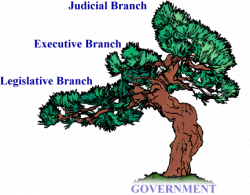 Quotes about Three Branches Of Government (29 quotes)