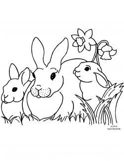 bunny-rabbit-daffodil