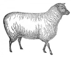 Free sheep-3 Clipart - Free Clipart Graphics, Images and Photos ...