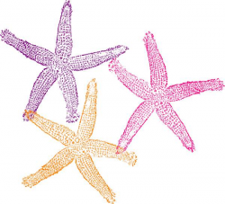 Cute starfish clipart free images 3 4 – Gclipart.com