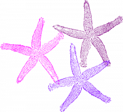Three Starfish Clip Art at Clker.com - vector clip art online ...