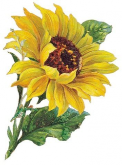 Sunflower clip art free clipart images 3 - ClipartBold | Sunflower ...
