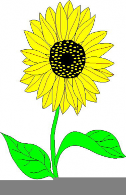 Clipart Sunflower Pictures | Free Images at Clker.com - vector clip ...