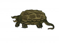4 Ways to Draw a Turtle - wikiHow
