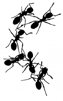 Ant Line Drawing at GetDrawings.com | Free for personal use Ant Line ...