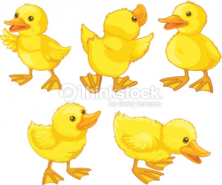 Duckling clipart yellow object - Pencil and in color duckling ...