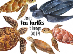 Watercolor Sea Turtles Clipart Sea Turtle Species Download