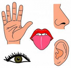 Image result for my five senses clipart | curriculum's | Pinterest ...