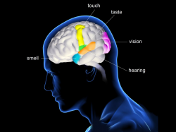 Overview of the Five Senses