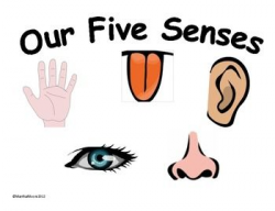 These colorful posters are a great tool for teaching the 5 senses ...