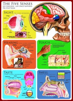 10 best Medical Charts - Discovering the Human Body images on ...