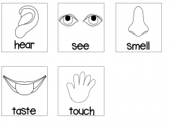 28+ Collection of Five Senses Clipart Black And White | High quality ...