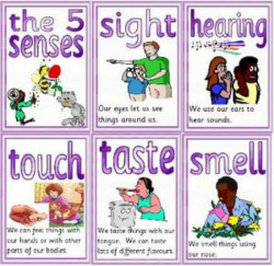8 best 5 senses Lessons images on Pinterest | School, Preschool and ...