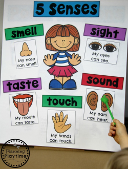 5 Senses - Planning Playtime
