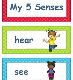 Five Senses Vocabulary Cards: Sight, Hearing, Touch, Taste, & Smell
