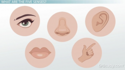 The Five Senses & Their Functions - Video & Lesson Transcript ...